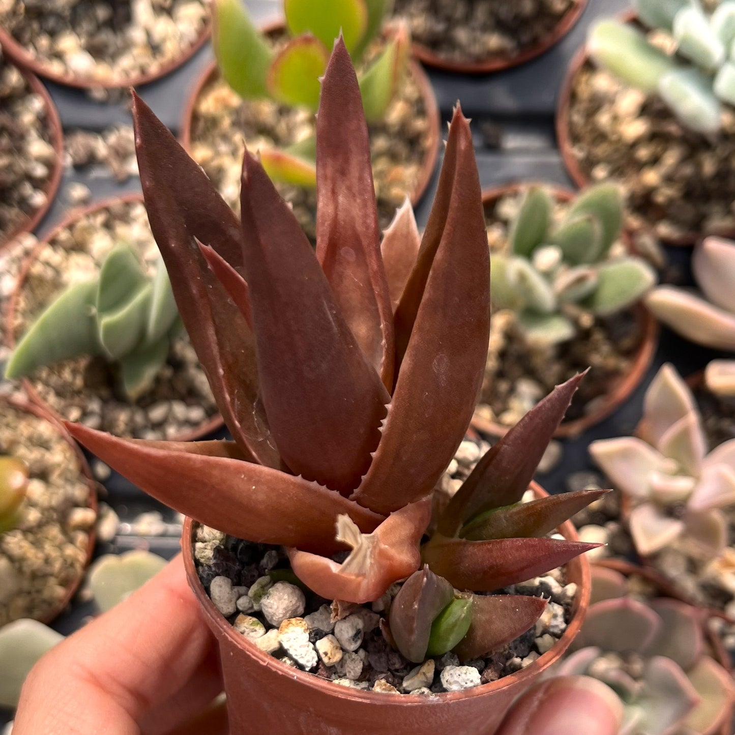 Aloe 'Black Gem' Mini