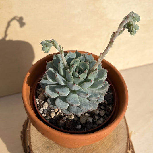 Echeveria minima Einzelstück