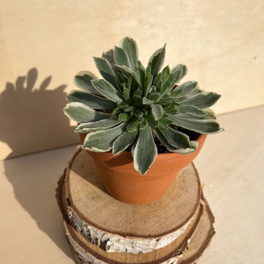Aeonium goochiae ballerina Einzelstück