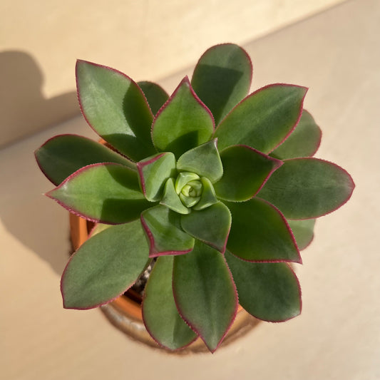 Aeonium Einzelstück