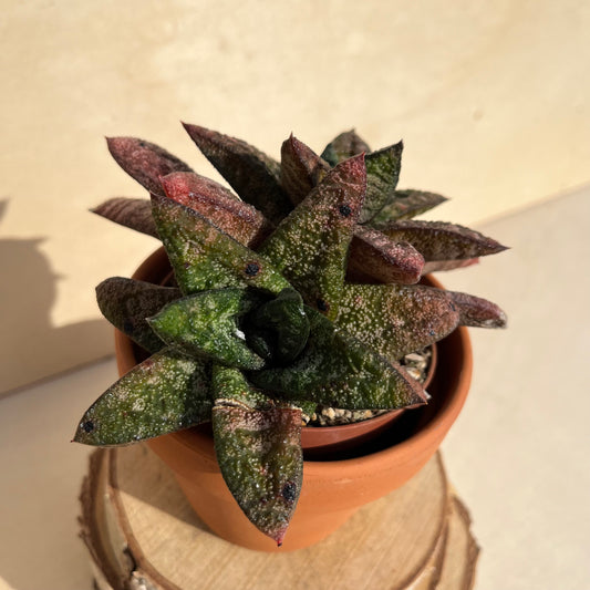 Gasteria batesiana Einzelstück