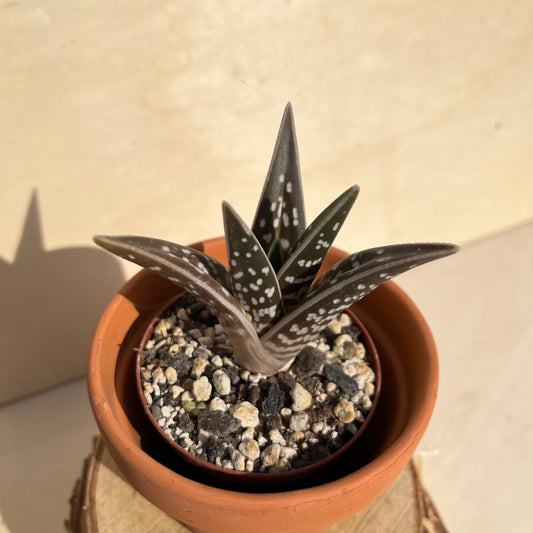 Aloe variegata / Tiger Aloe Einzelstück