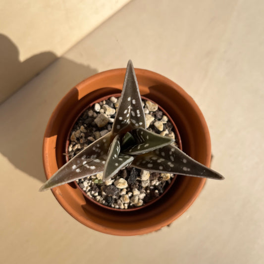 Aloe variegata / Tiger Aloe Einzelstück