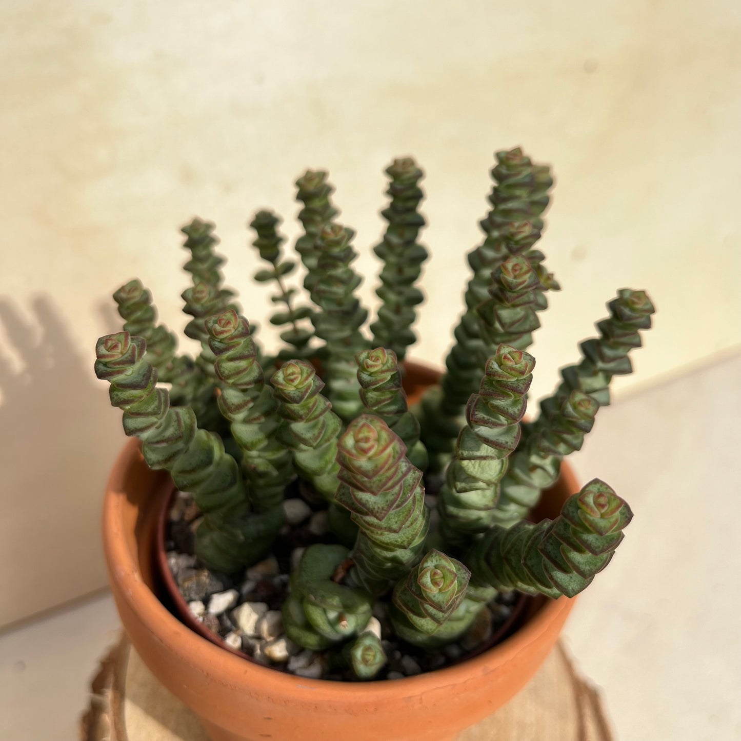 Crassula marnieriana - Felsendickblatt Einzelstück