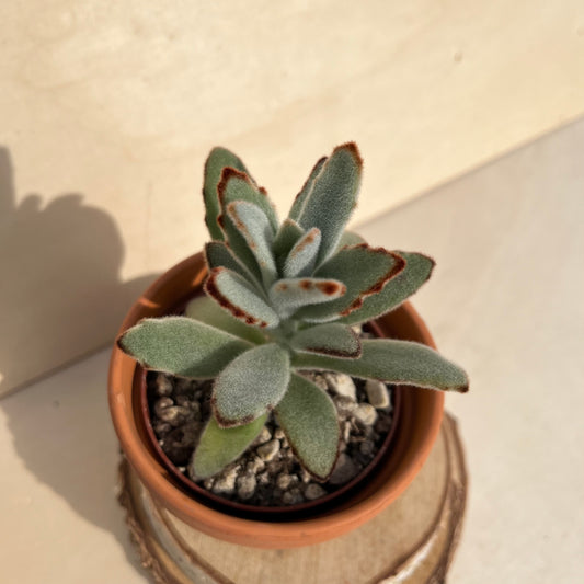 Kalanchoe tomentosa Einzelstück