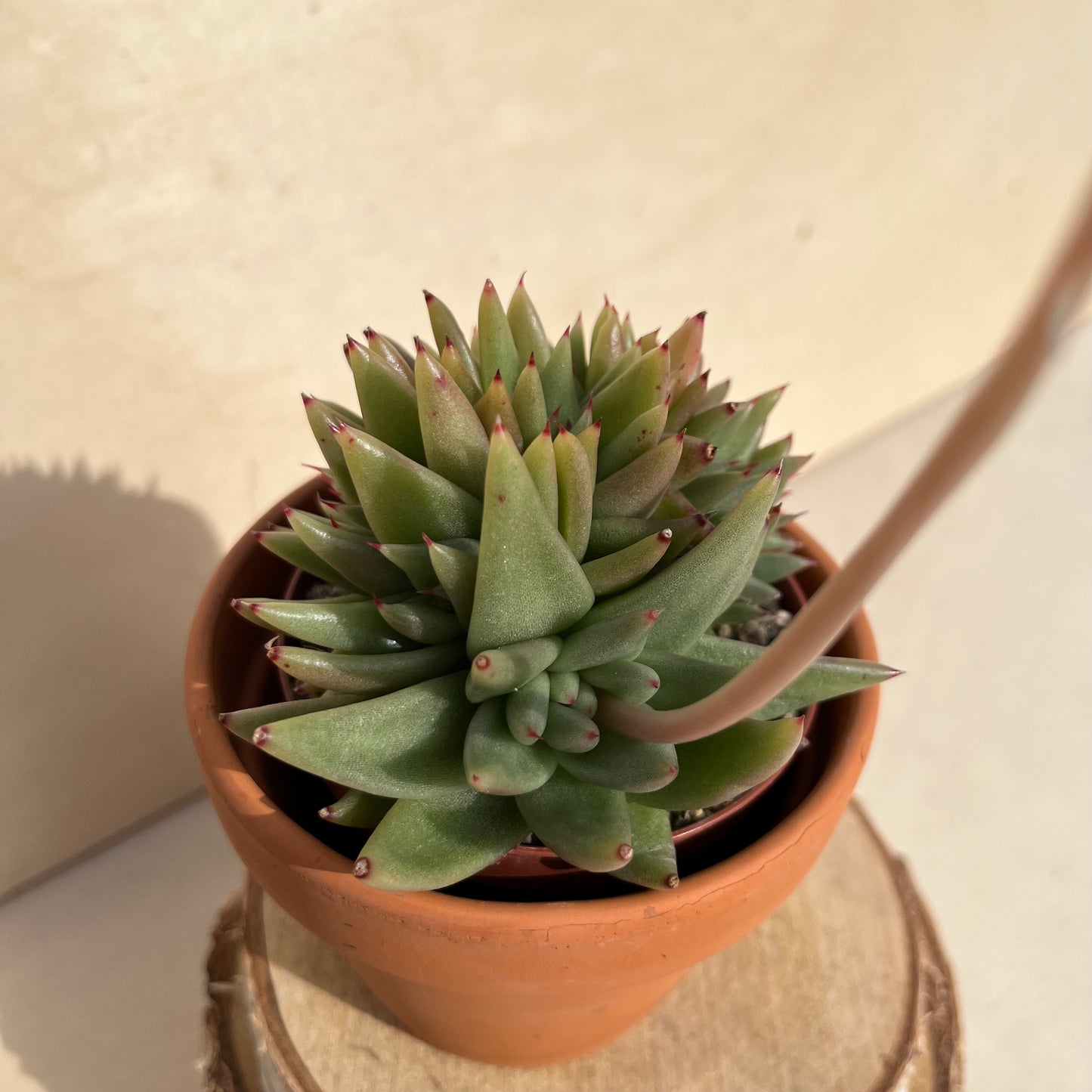 Echeveria agavoides var. corderoyi f. cristata Einzelstück