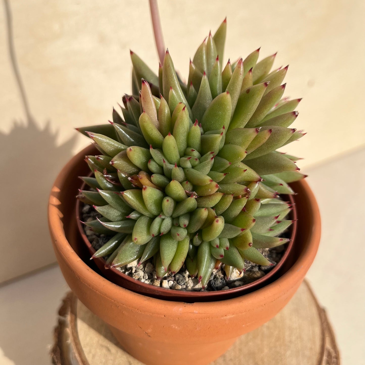 Echeveria agavoides var. corderoyi f. cristata Einzelstück