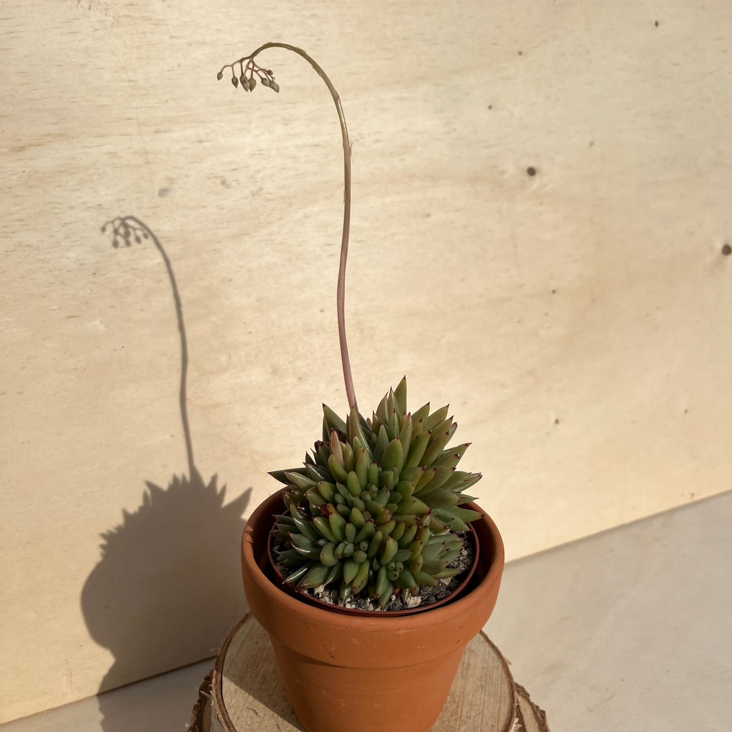 Echeveria agavoides var. corderoyi f. cristata Einzelstück
