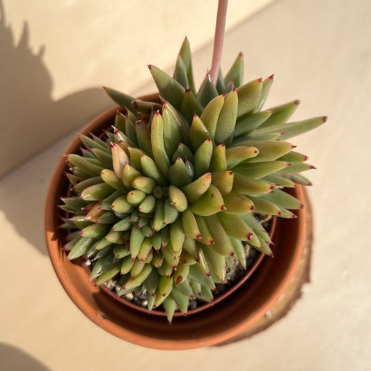 Echeveria agavoides var. corderoyi f. cristata Einzelstück