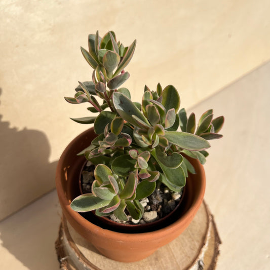 Crassula swaziensis variegata Einzelstück