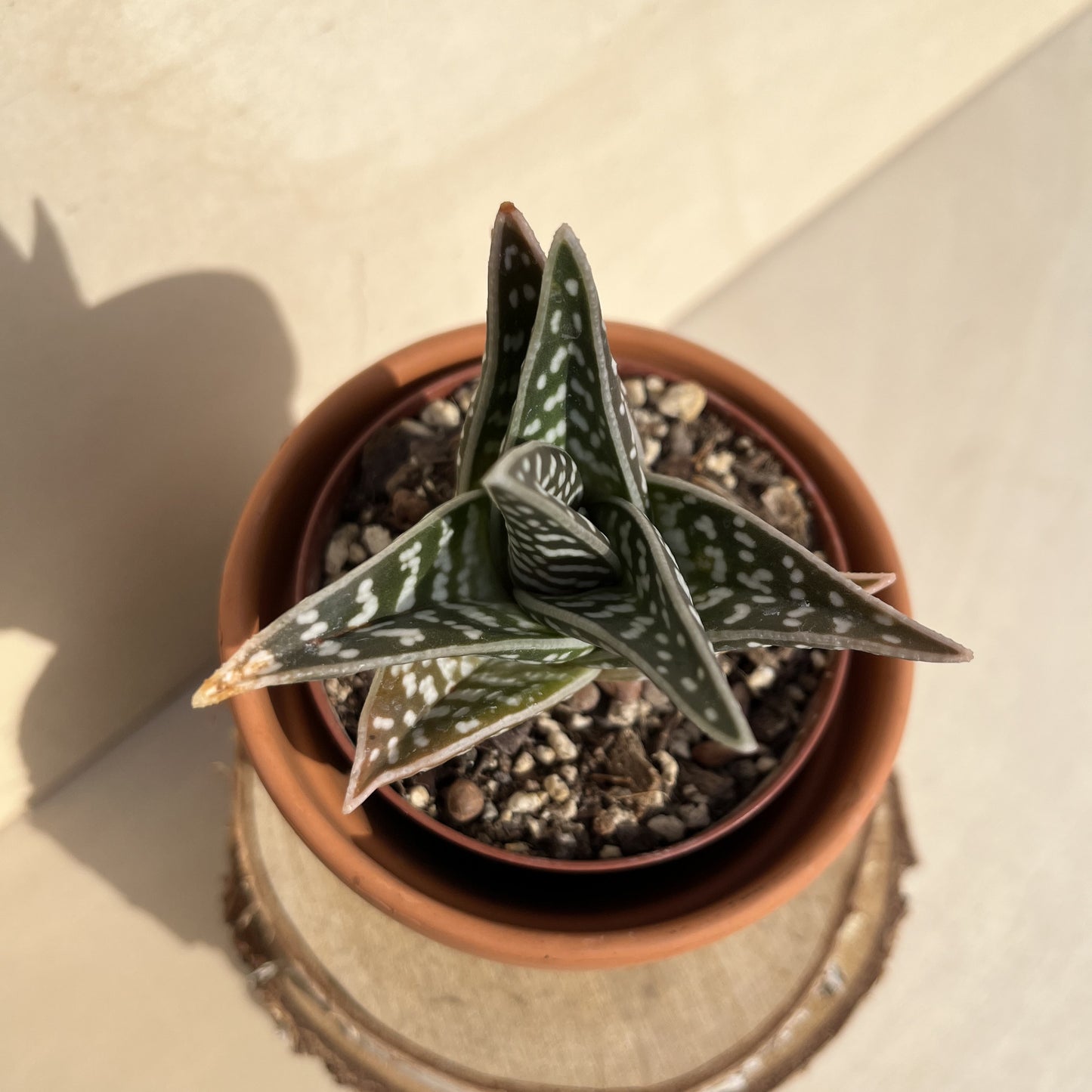 Aloe variegata / Tiger Aloe Einzelstück
