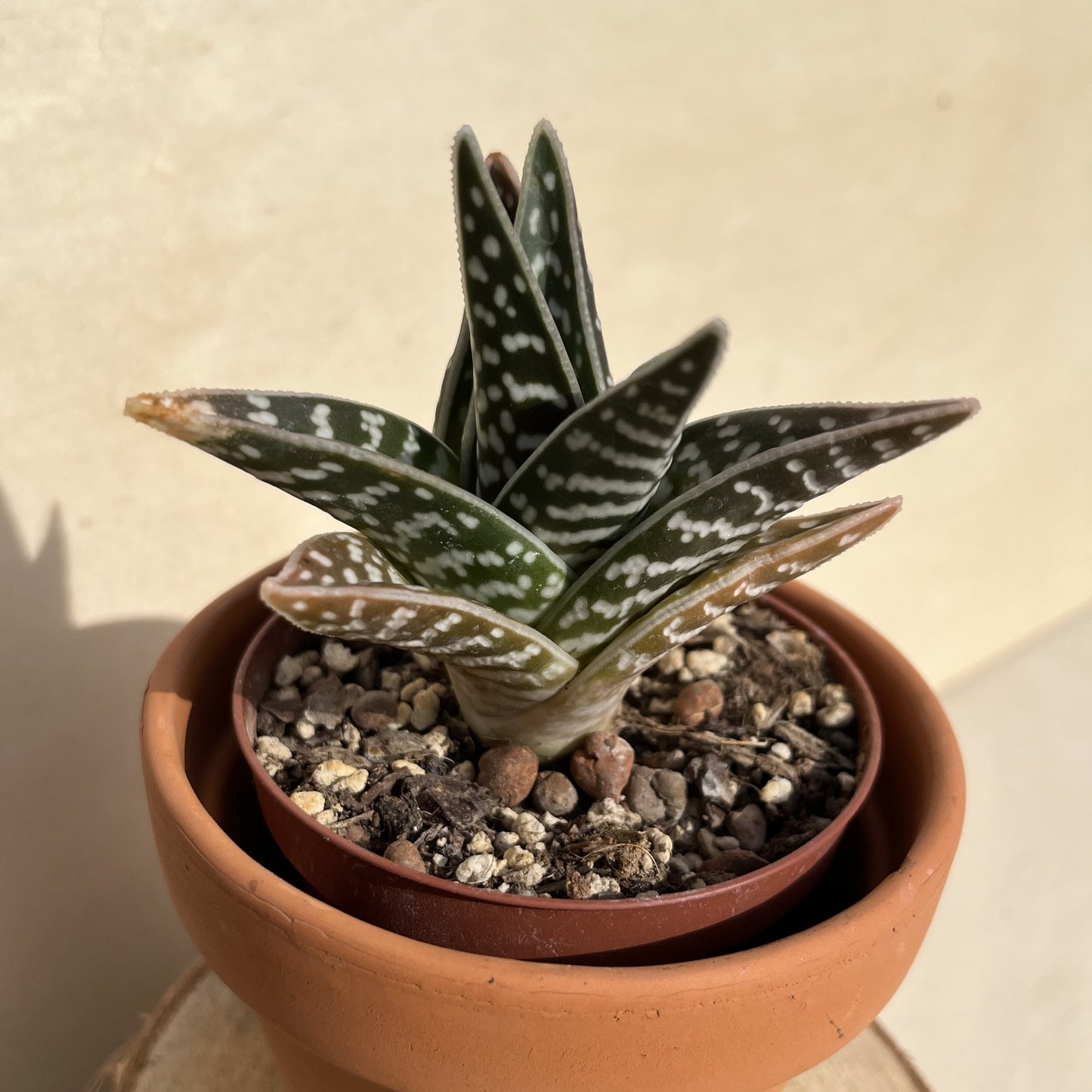 Aloe variegata / Tiger Aloe Einzelstück