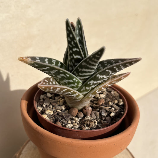 Aloe variegata / Tiger Aloe Einzelstück