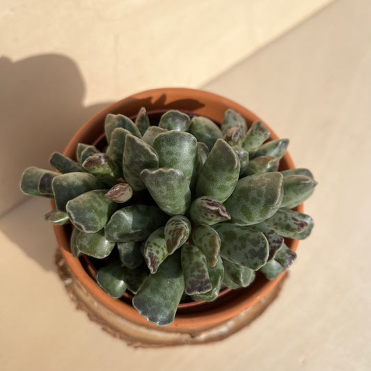 Adromischus cooperi Einzelstück