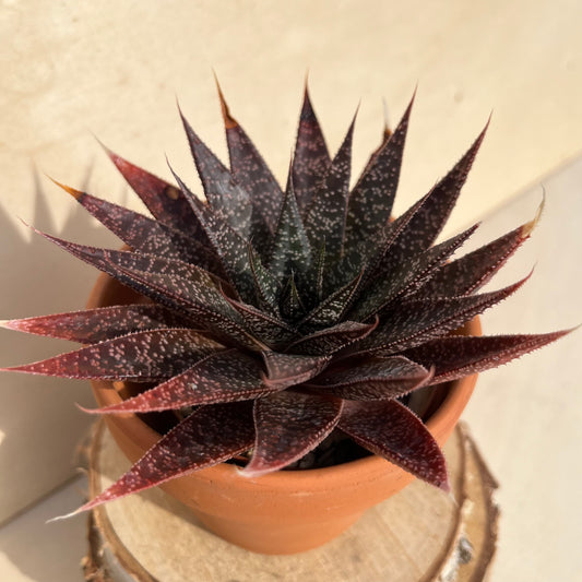 Gasteria Einzelstück