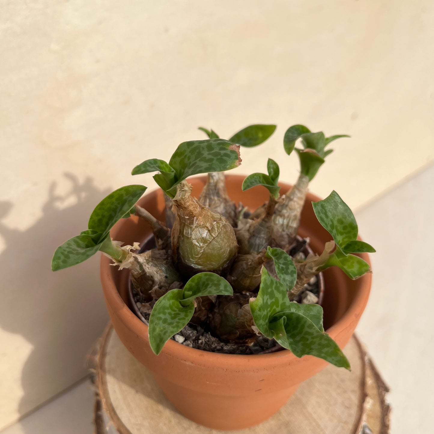 Scilla / Ledebouria pauciflora Einzelstück