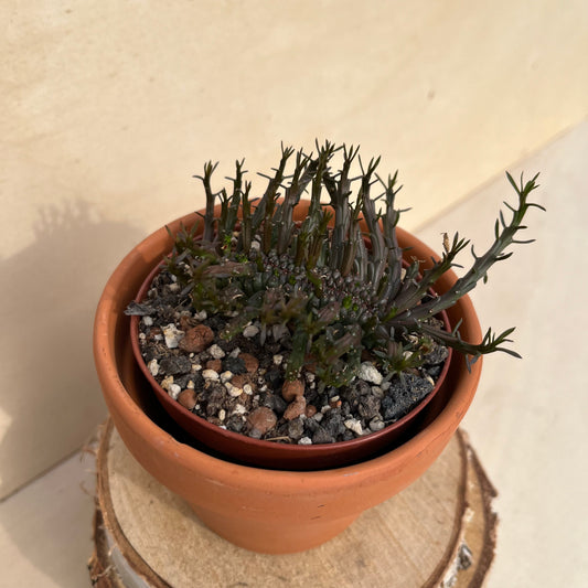 Euphorbia flanaganii cristata Einzelstück