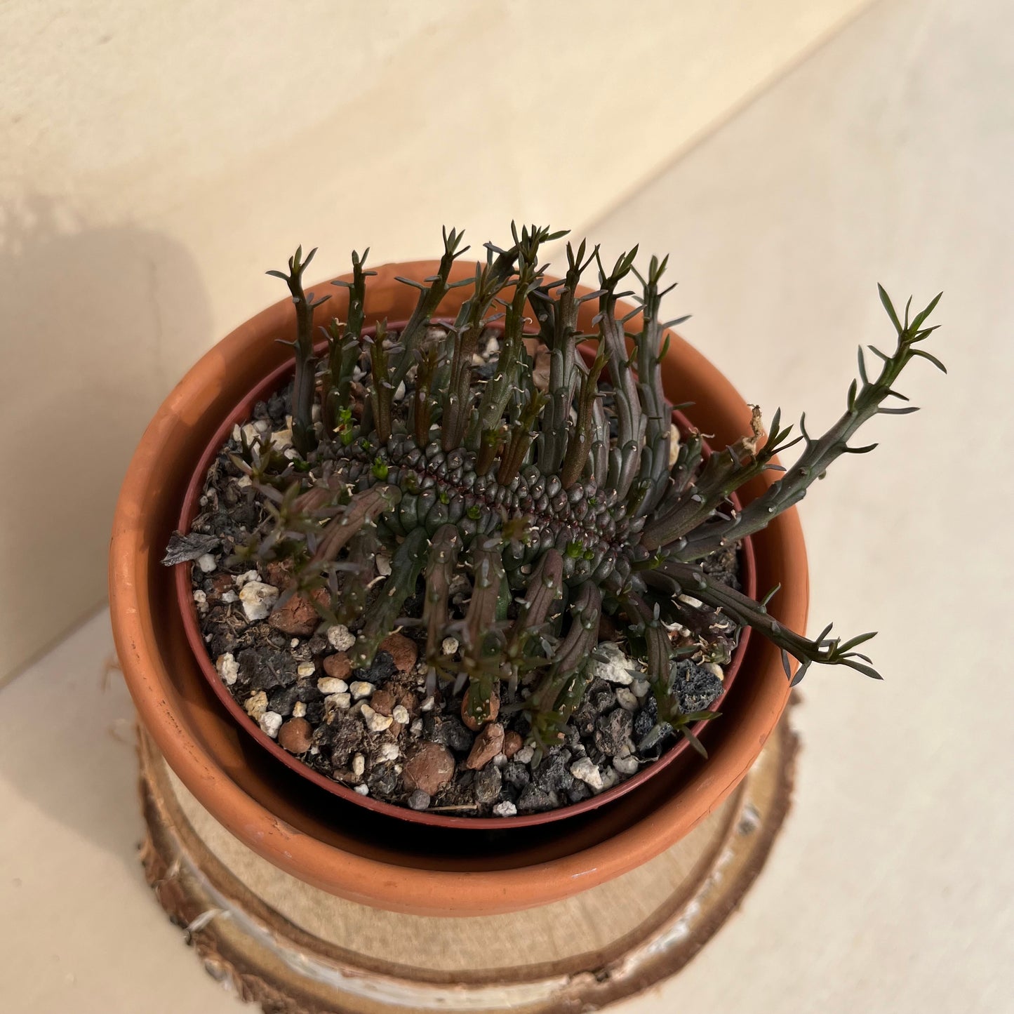 Euphorbia flanaganii cristata Einzelstück