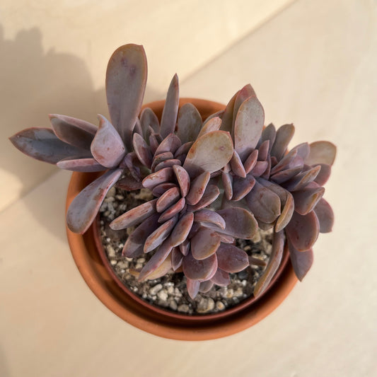 Graptoveria Fred Ives cristata Einzelstück