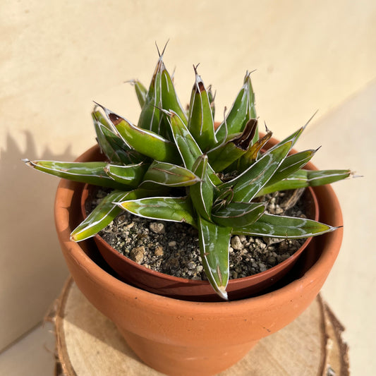Agave victoriae-reginae Einzelstück