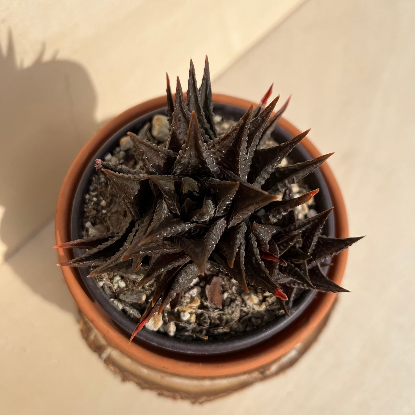 haworthia koelmaniorum x limifolia Einzelstück