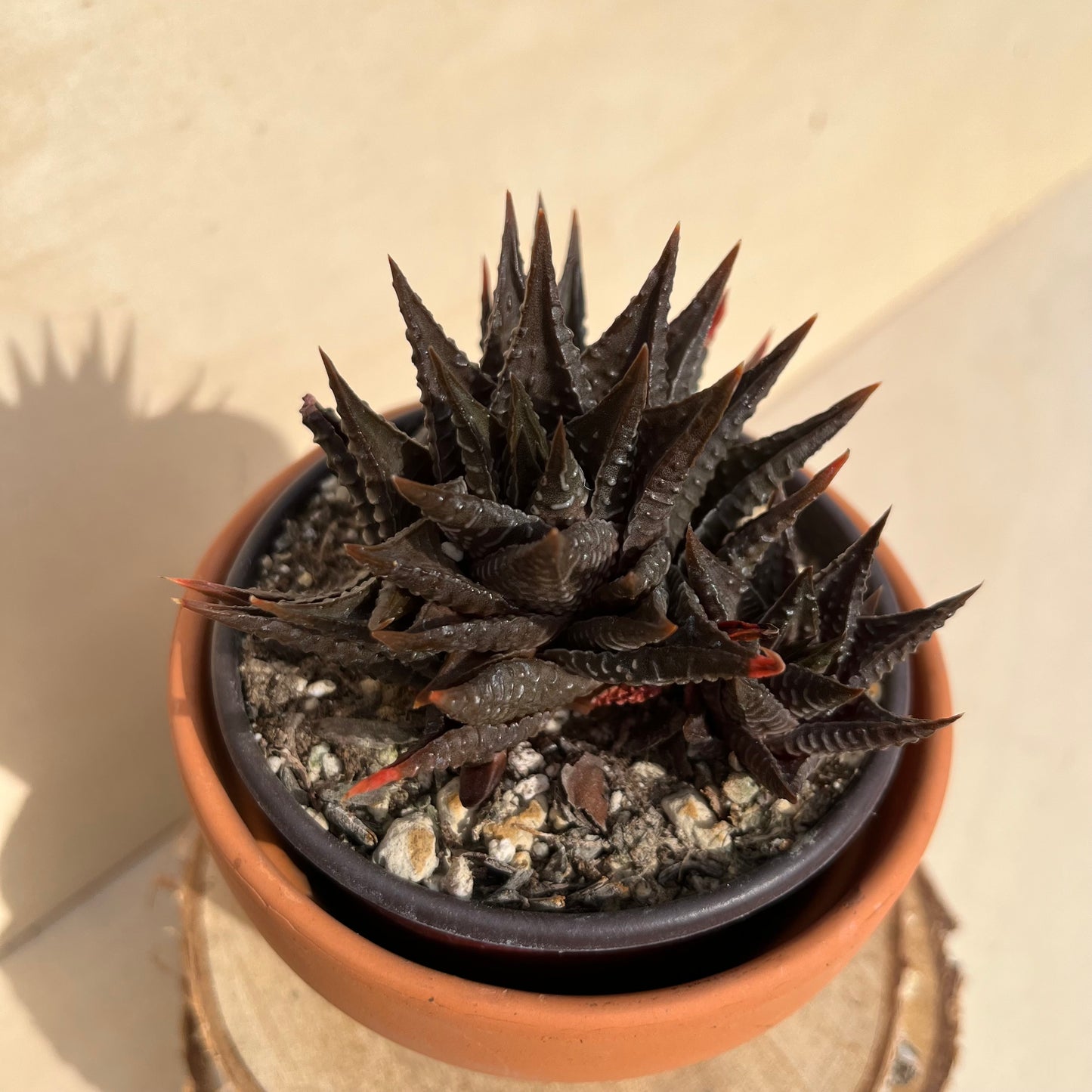 haworthia koelmaniorum x limifolia Einzelstück