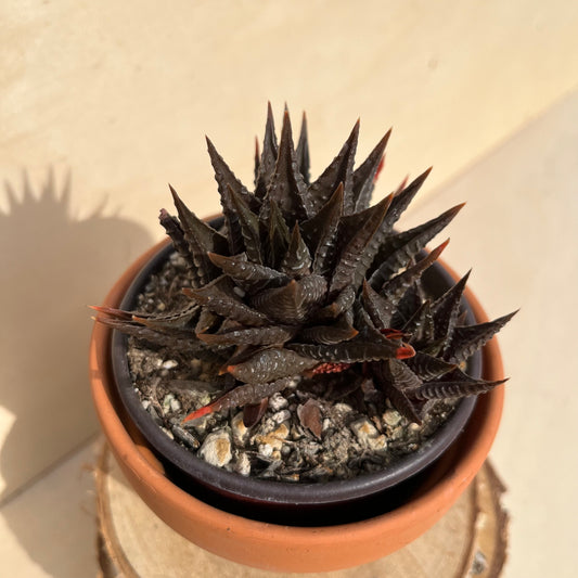 haworthia koelmaniorum x limifolia Einzelstück