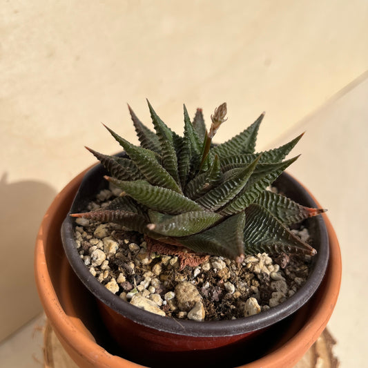 Haworthia limifolia Twister - Spiral Aloe Einzelstück