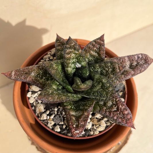 Gasteria batesiana Einzelstück