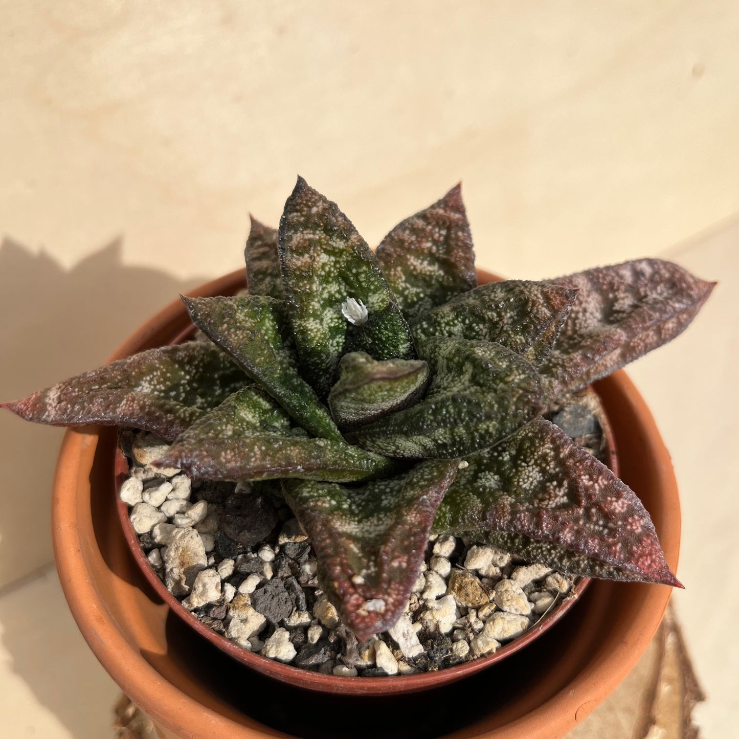 Gasteria batesiana Einzelstück