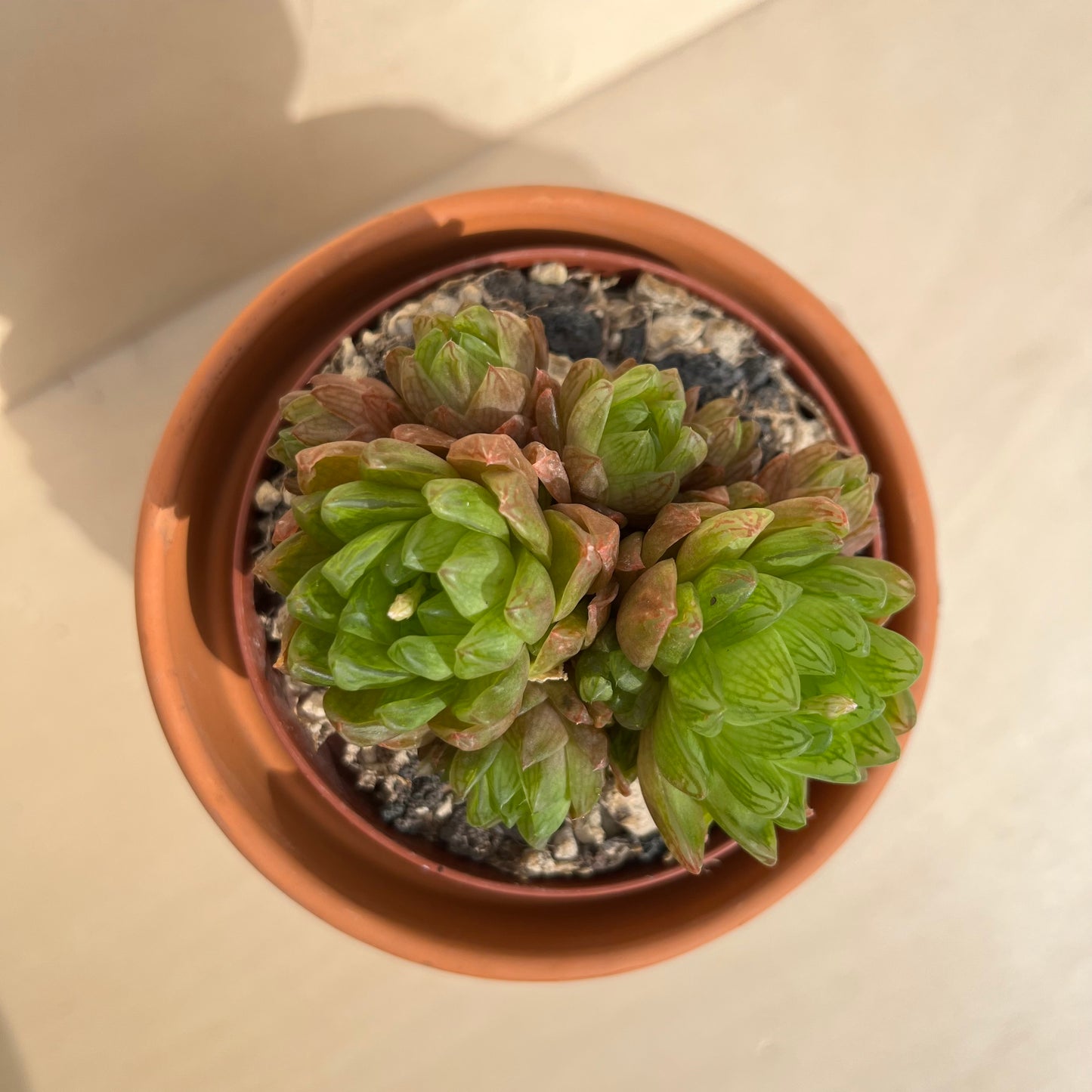 Haworthia Gruppe Einzelstück