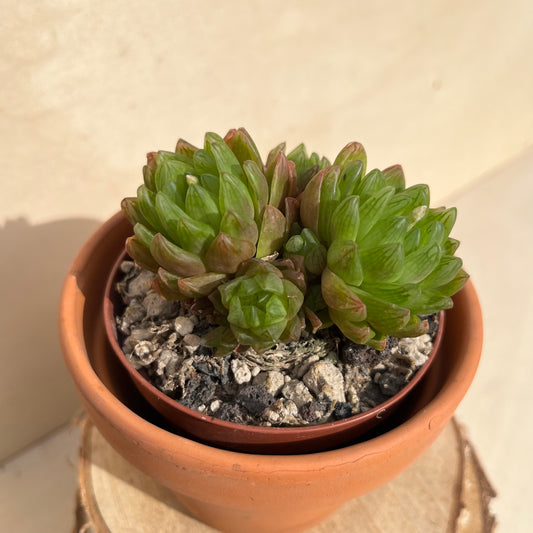Haworthia Gruppe Einzelstück