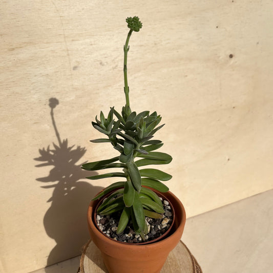 Crassula perfoliata Einzelstück