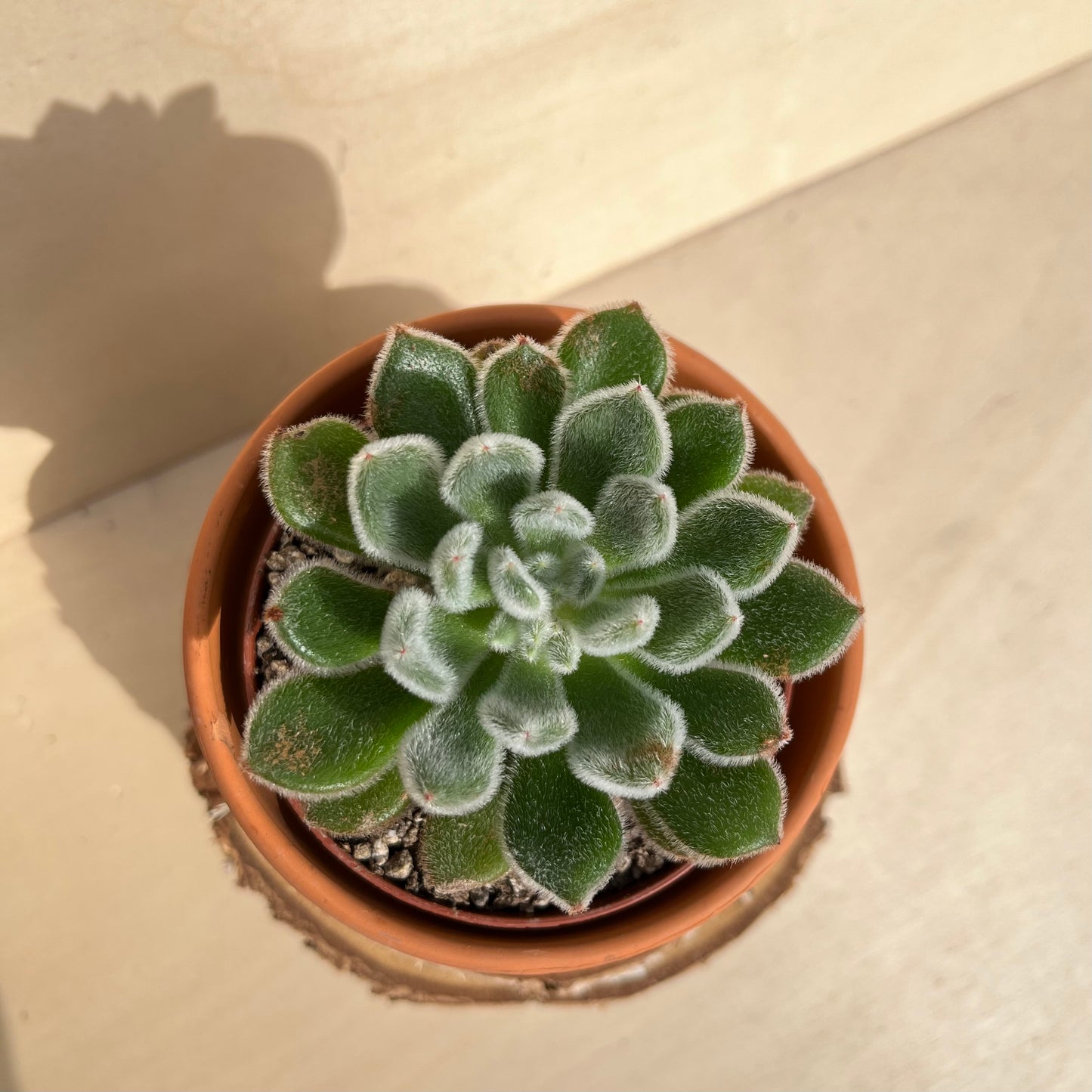 Echeveria setosa Einzelstück