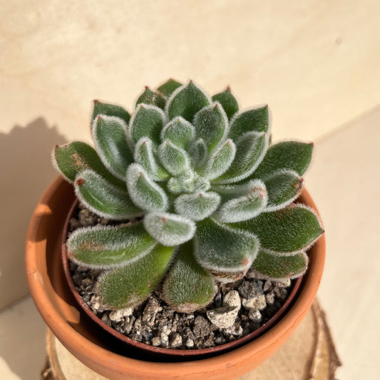 Echeveria setosa Einzelstück