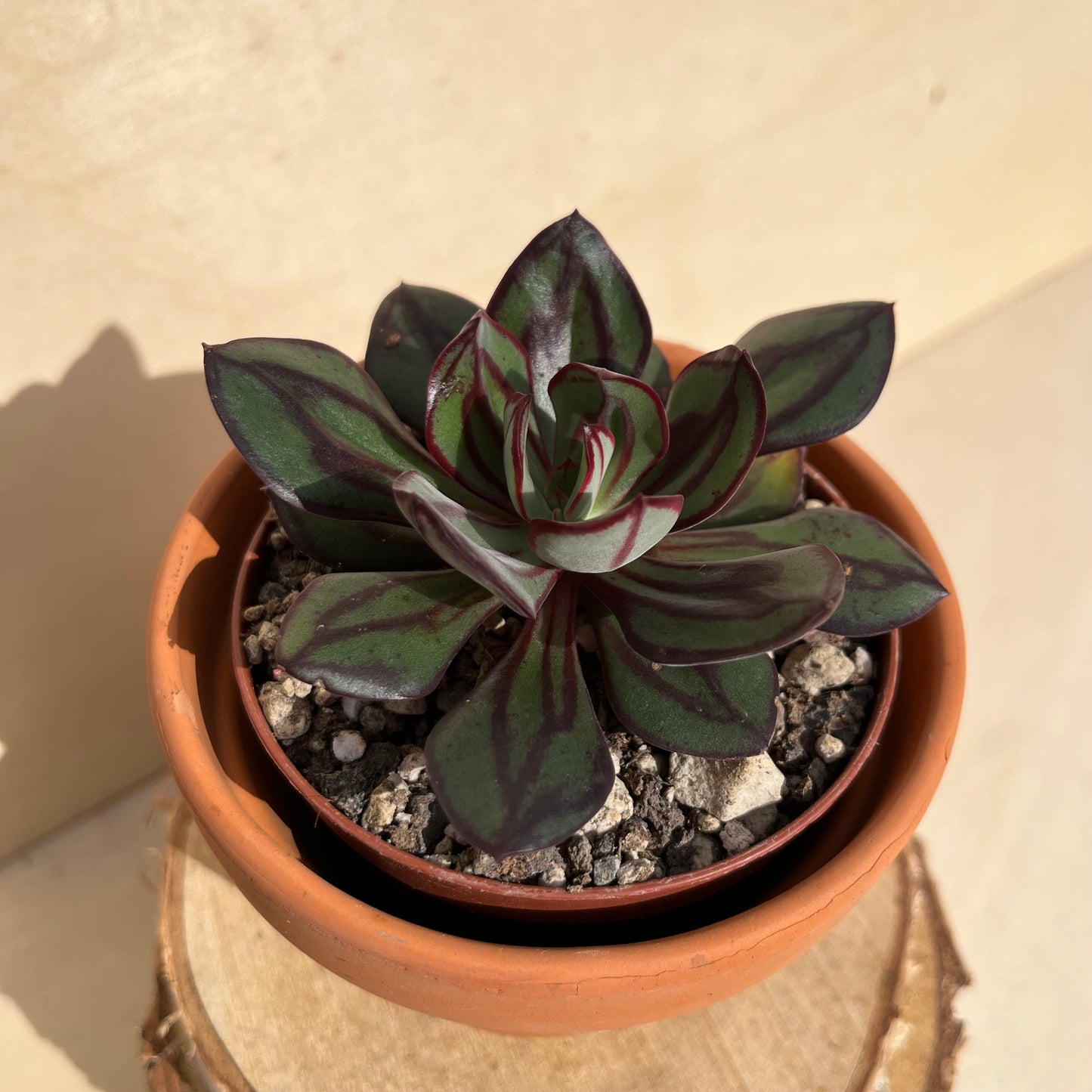 Echeveria nodulosa Einzelstück