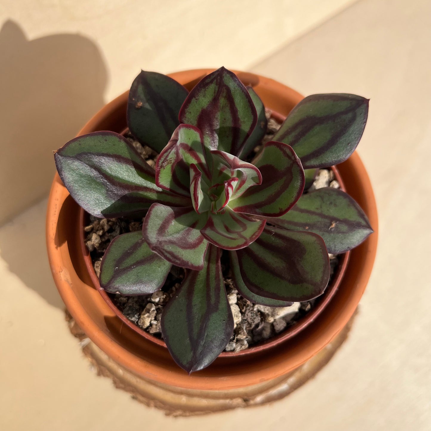 Echeveria nodulosa Einzelstück