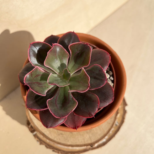 Echeveria Red Prince Einzelstück