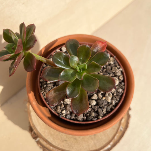 Echeveria multicaulis Einzelstück