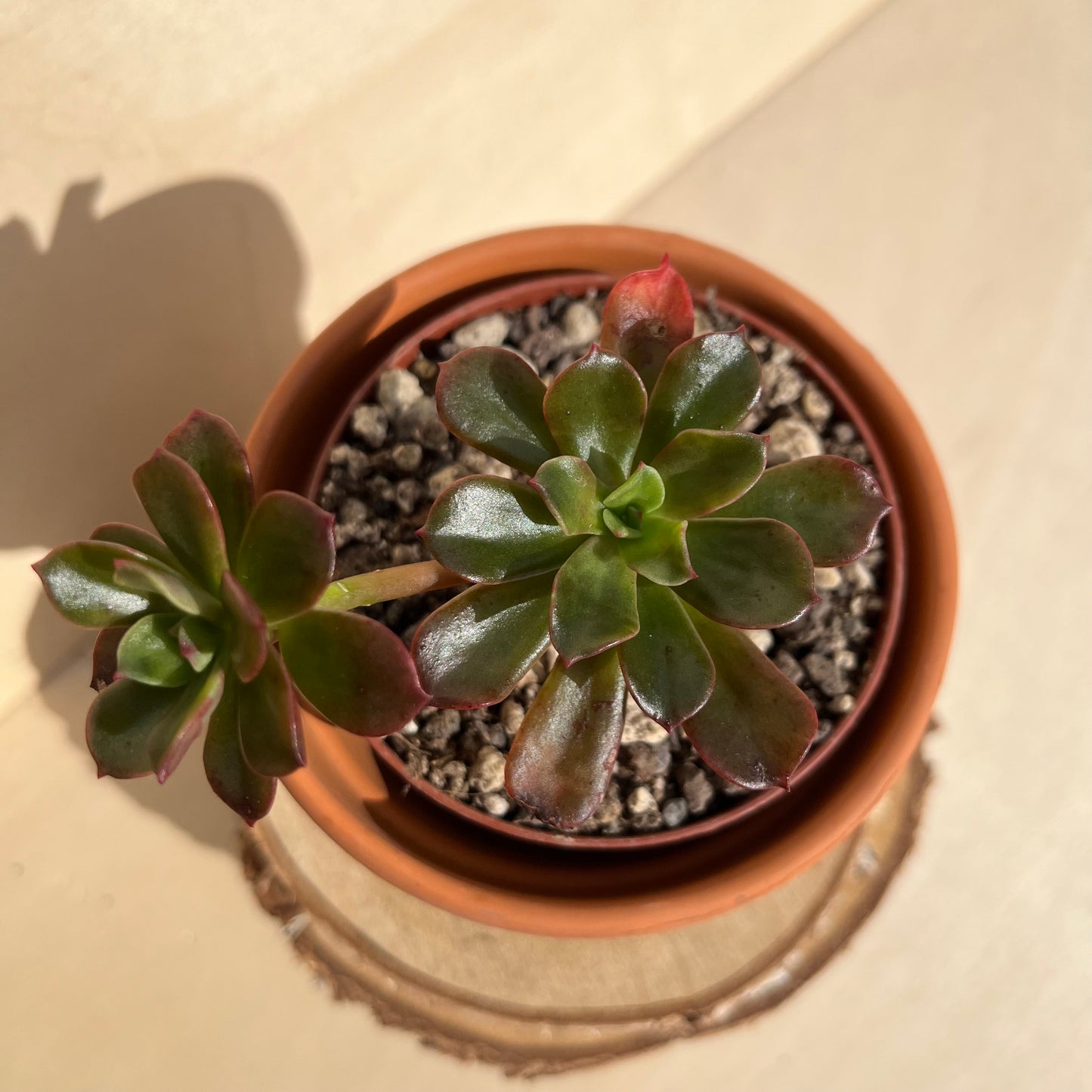 Echeveria multicaulis Einzelstück