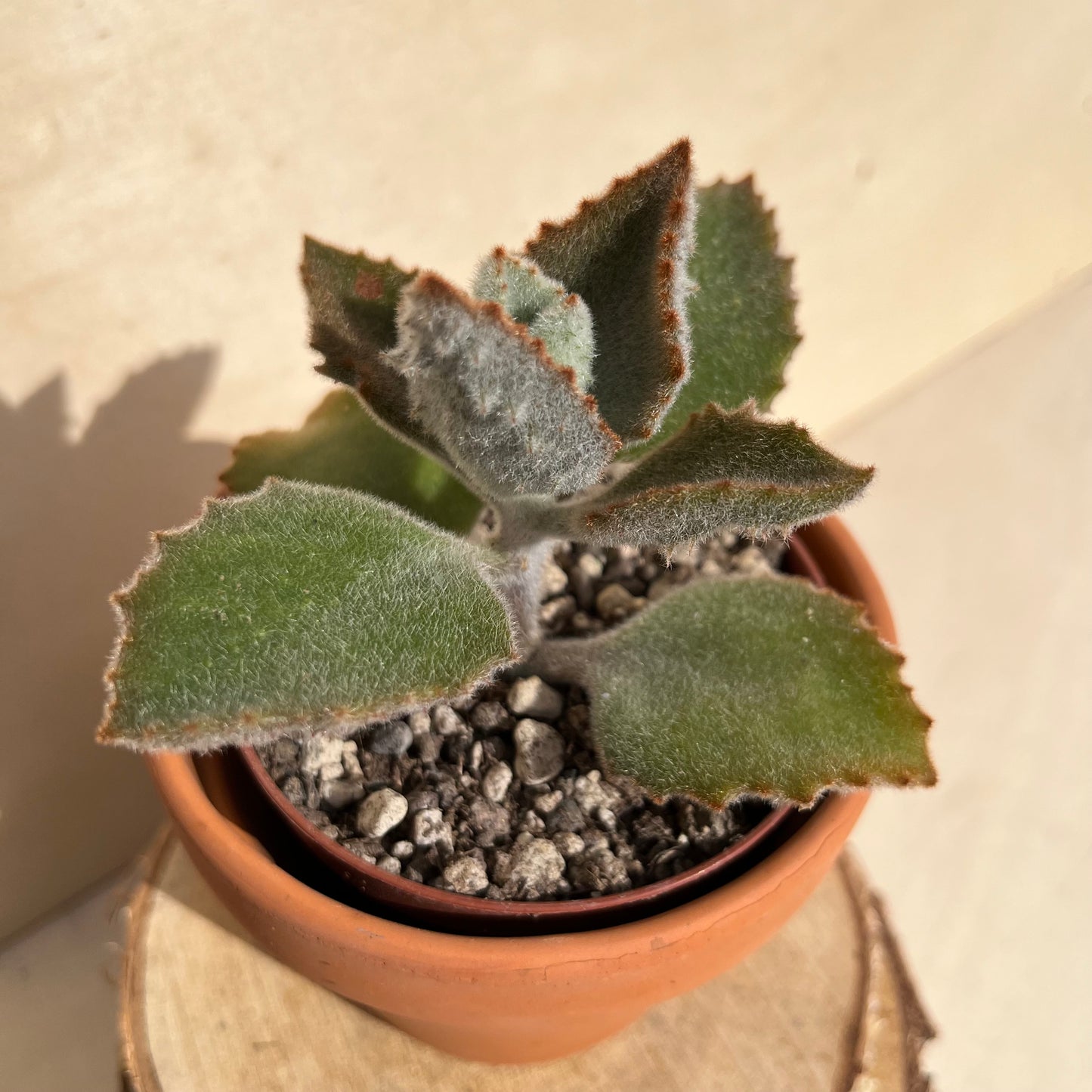 Kalanchoe beharensis cv. Einzelstück
