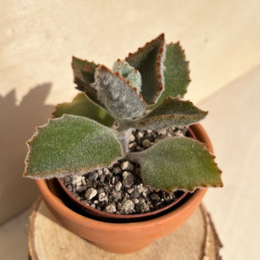 Kalanchoe beharensis cv. Einzelstück