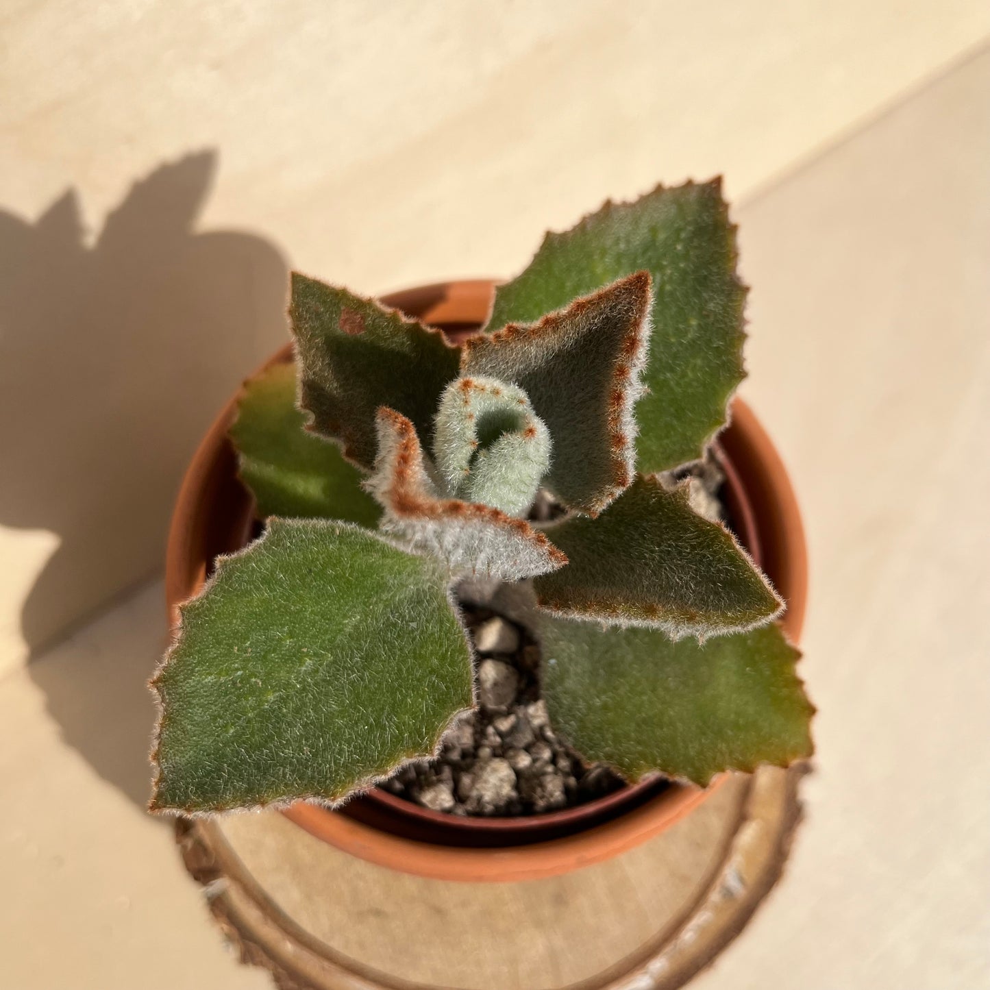 Kalanchoe beharensis cv. Einzelstück