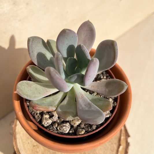 Pachyphytum Einzelstück