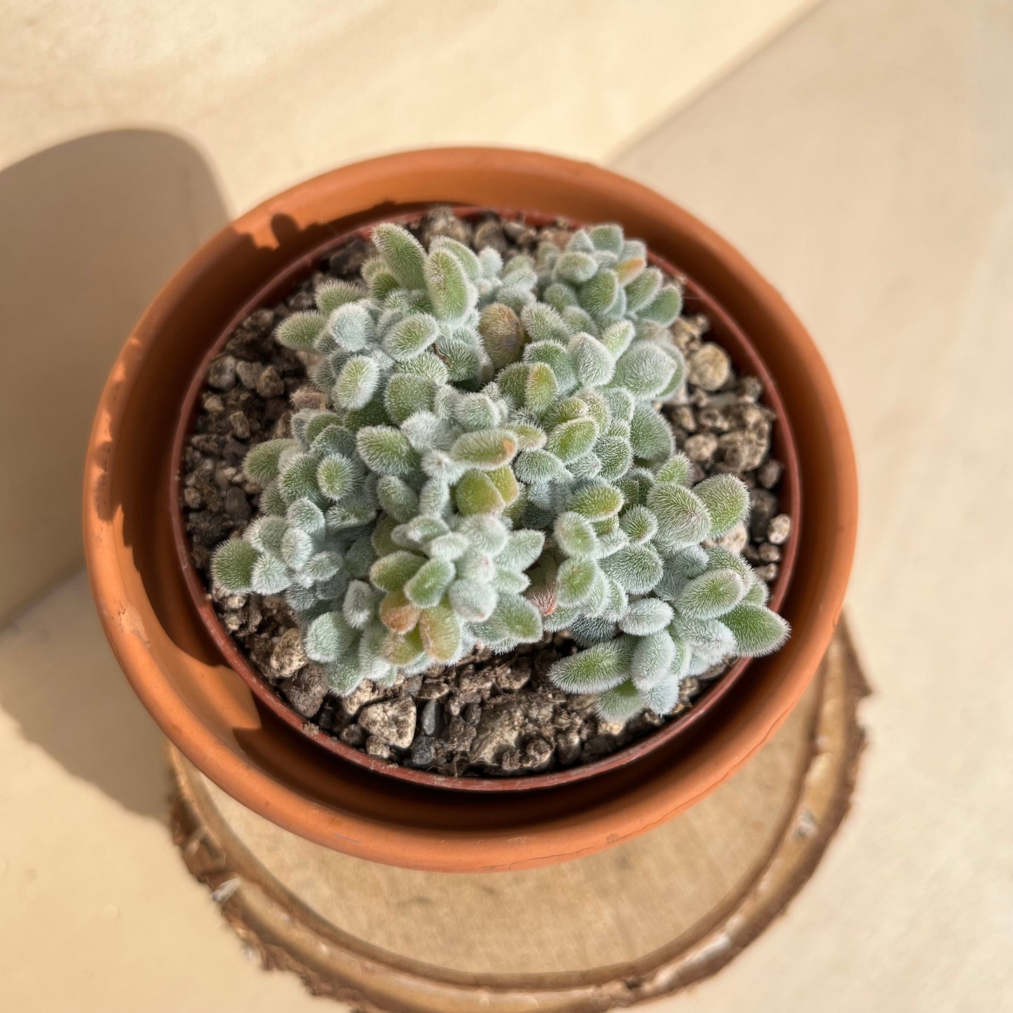 Echeveria pulvinata Frosty cristata Einzelstück