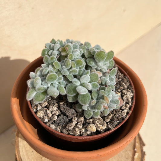 Echeveria pulvinata Frosty cristata Einzelstück