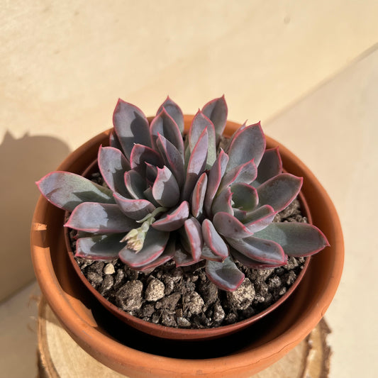 Echeveria Hercules Einzelstück