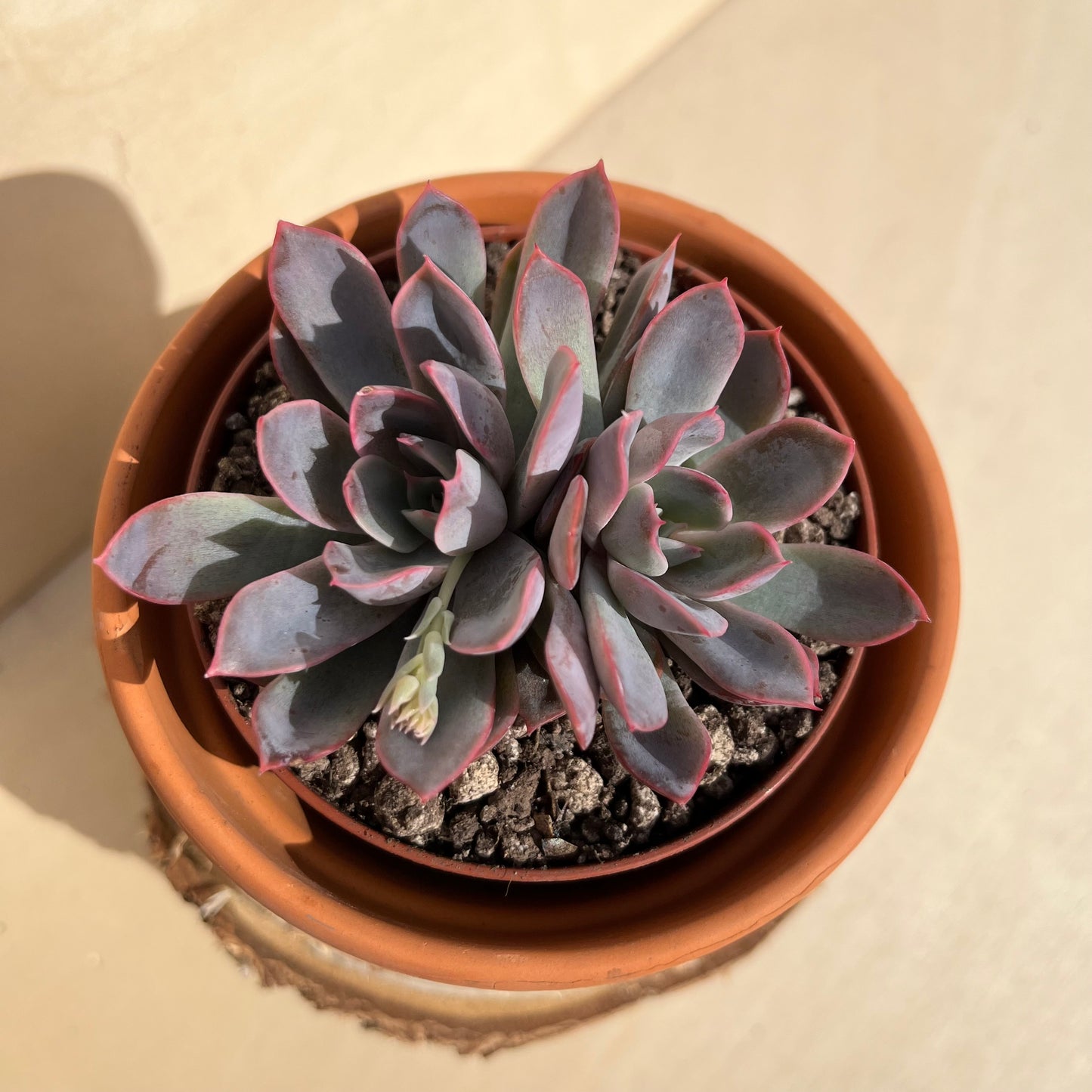 Echeveria Hercules Einzelstück