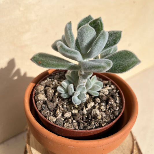 Echeveria pulvinata Frosty Einzelstück