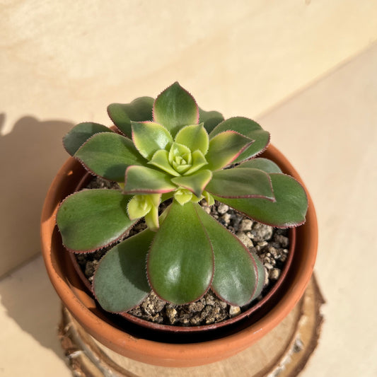 Aeonium Kiwi Einzelstück